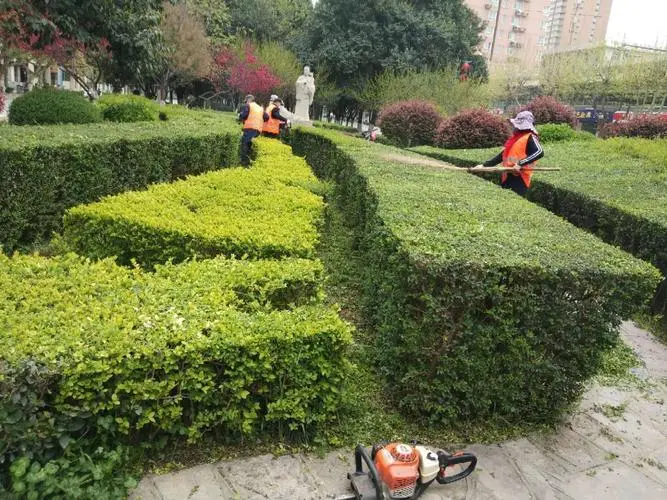 广水附近绿化苗木市场在哪里有